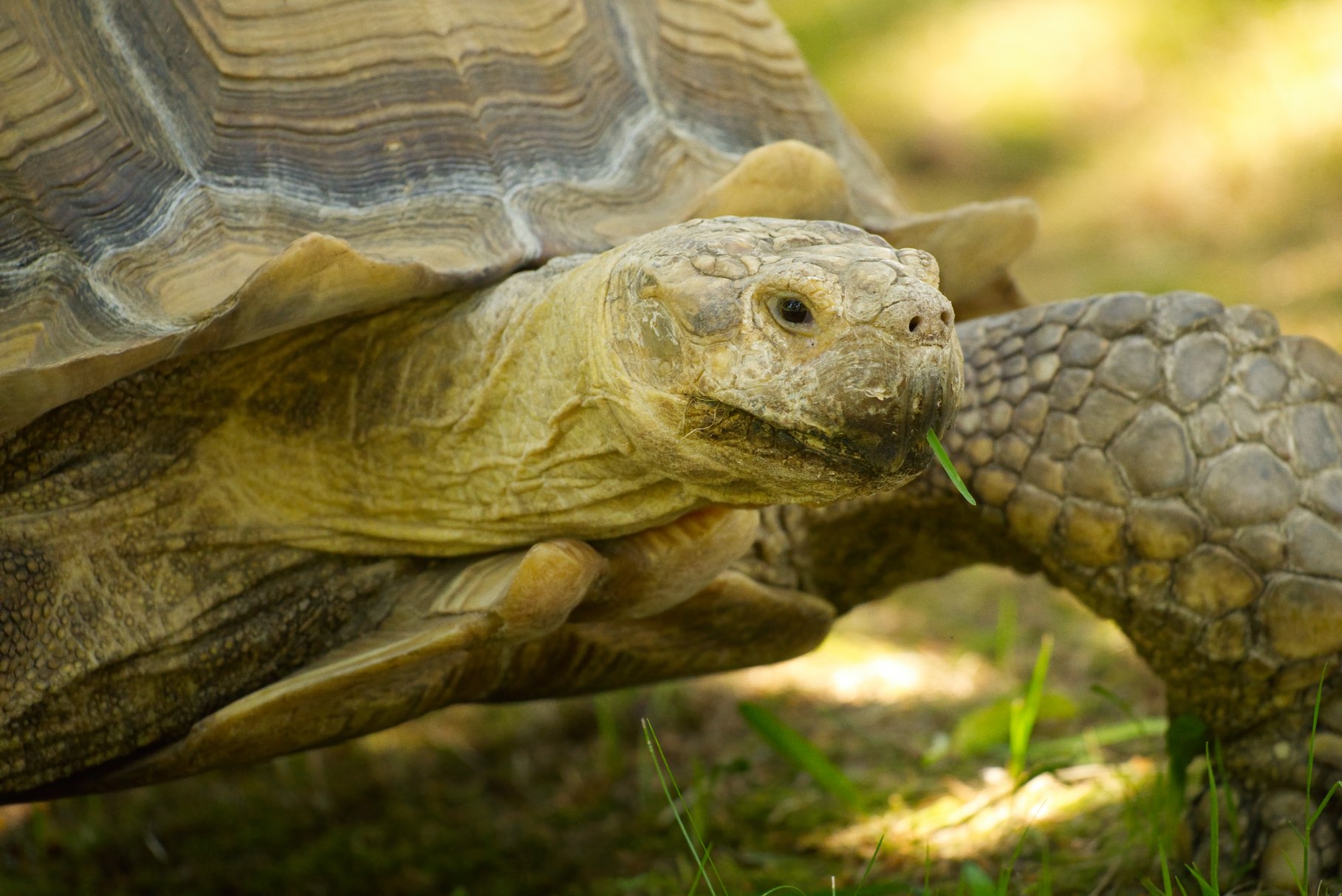 Tortise 0615